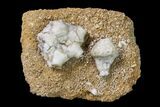 Fossil Crinoid (Uperocrinus & Eucladocrinus) Plate - Missouri #156791-1